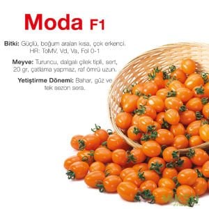 Moda F1 - Turuncu Kiraz Domates Fidesi