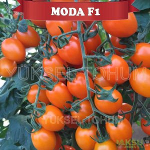 Moda F1 - Turuncu Kiraz Domates Fidesi
