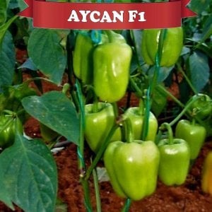 Aycan F1 Dolma Biber Fidesi