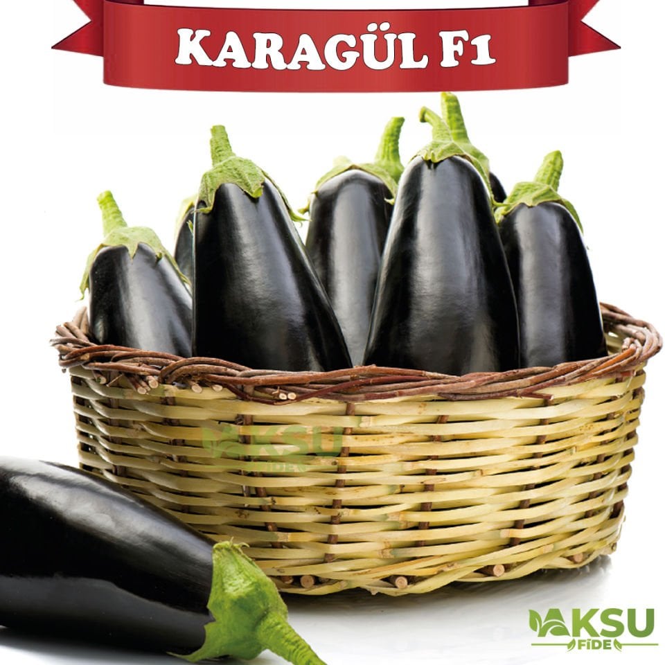 Karagül F1 Topan Patlıcan Fidesi