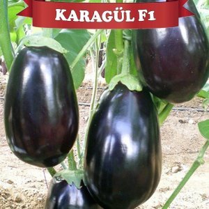 Karagül F1 Topan Patlıcan Fidesi