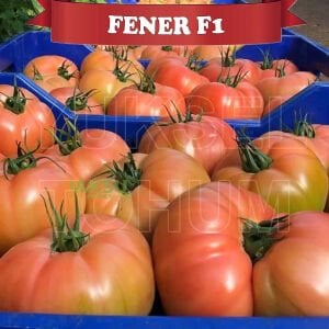 Fener F1 - Pembe Beef Domates Fidesi