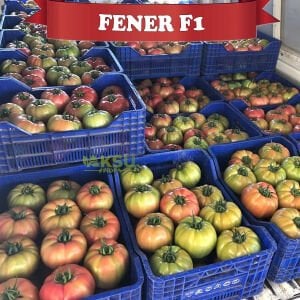 Fener F1 - Pembe Beef Domates Fidesi