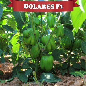 Dolares F1 Dolma Biber Fidesi