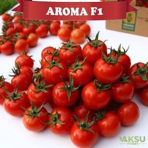 Aroma F1 - Salkım Kokteyl Domates Fidesi