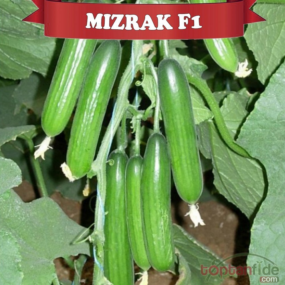 Mızrak F1 Hıyar Fidesi