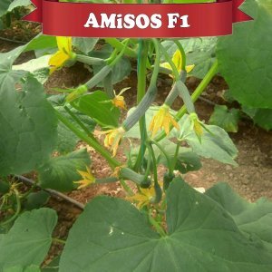 Amisos F1 Sırık Hıyar Fidesi