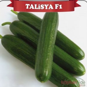 Talisya F1 Hıyar Fidesi