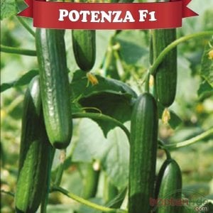 Potenza F1 Hıyar Fidesi
