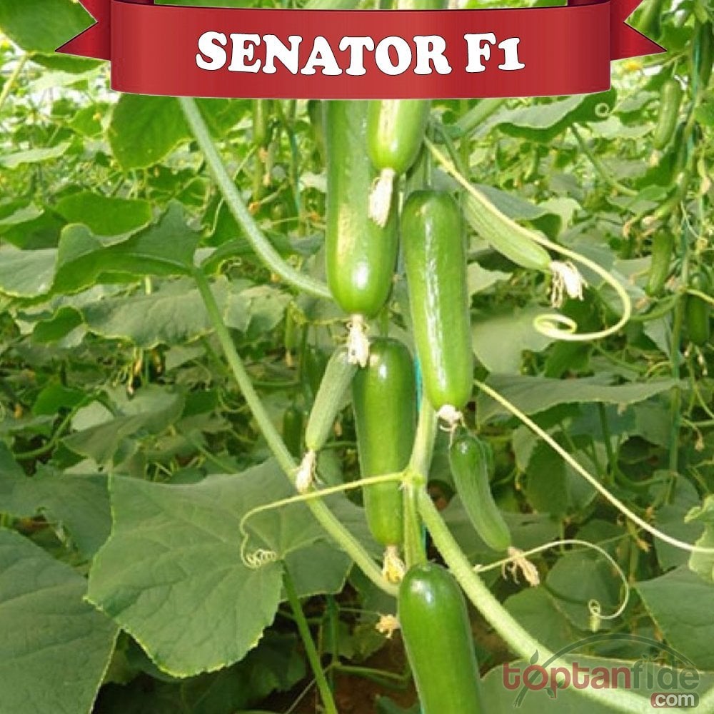 Senator F1 Silor Hıyar Fidesi
