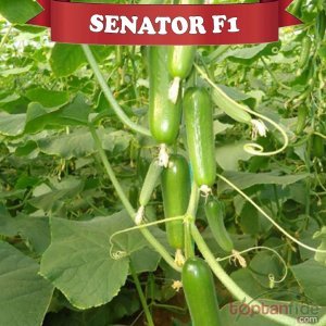 Senator F1 Silor Hıyar Fidesi
