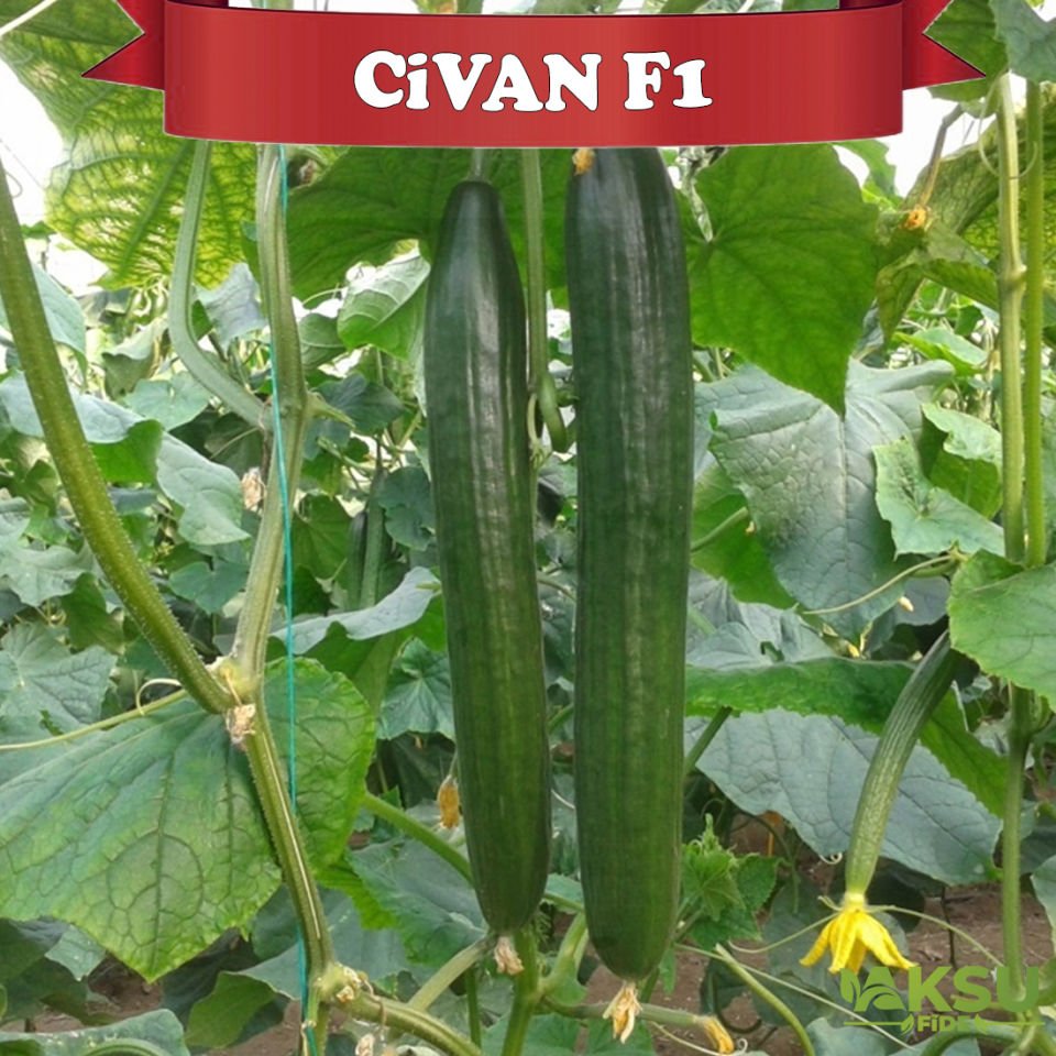 Civan F1 Sırık Uzun Hıyar Fidesi