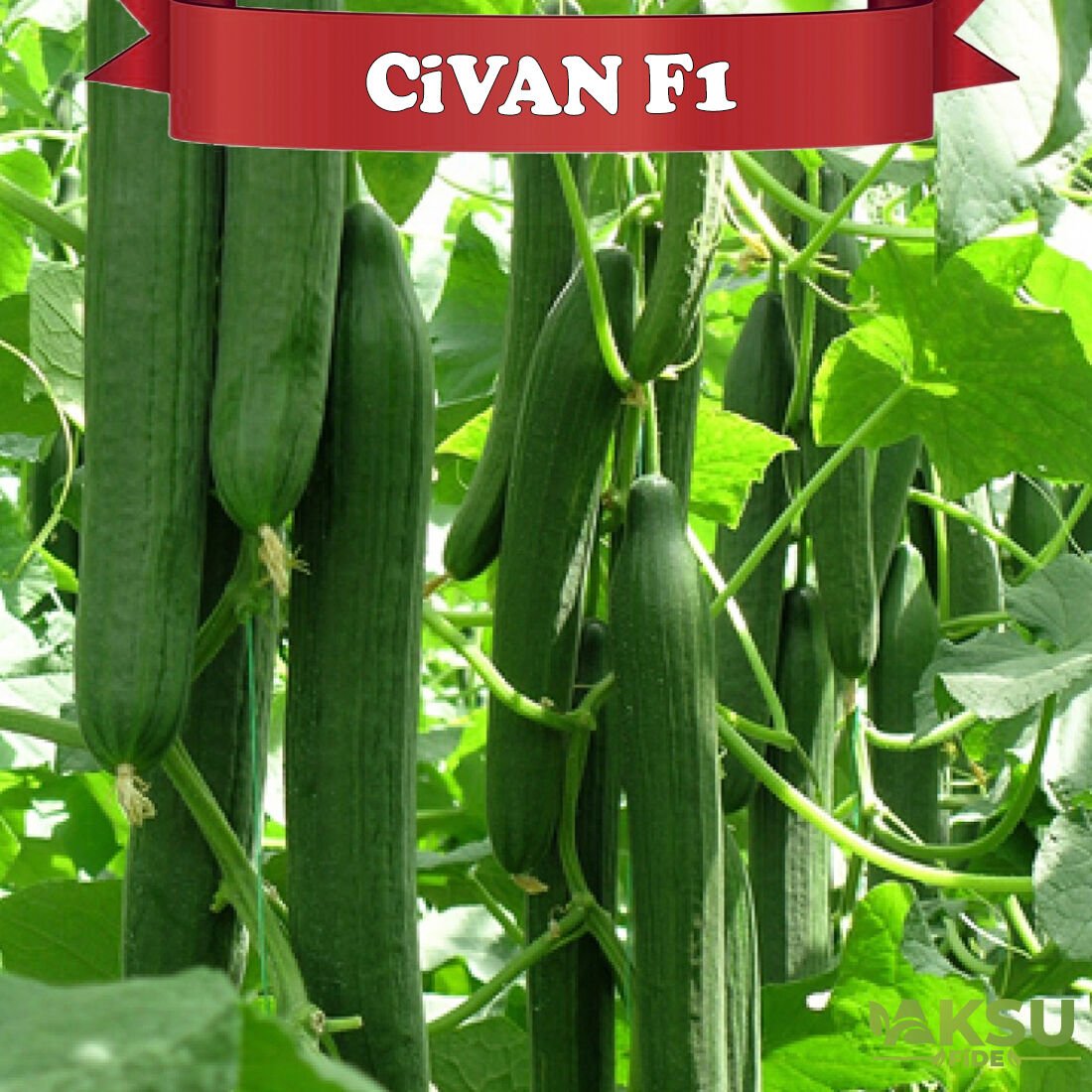 Civan F1 Sırık Uzun Hıyar Fidesi Fiyatı