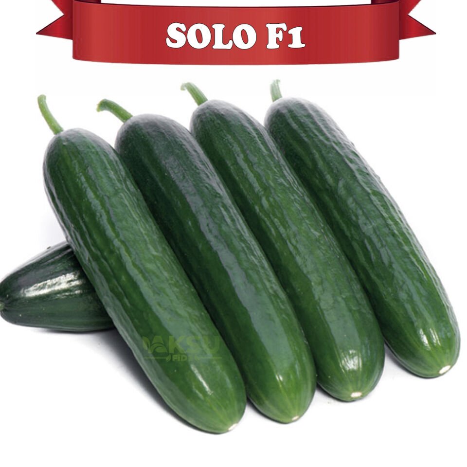 Solo F1 Sırık Multi Hıyar Fidesi