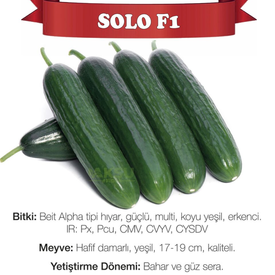 Solo F1 Sırık Multi Hıyar Fidesi