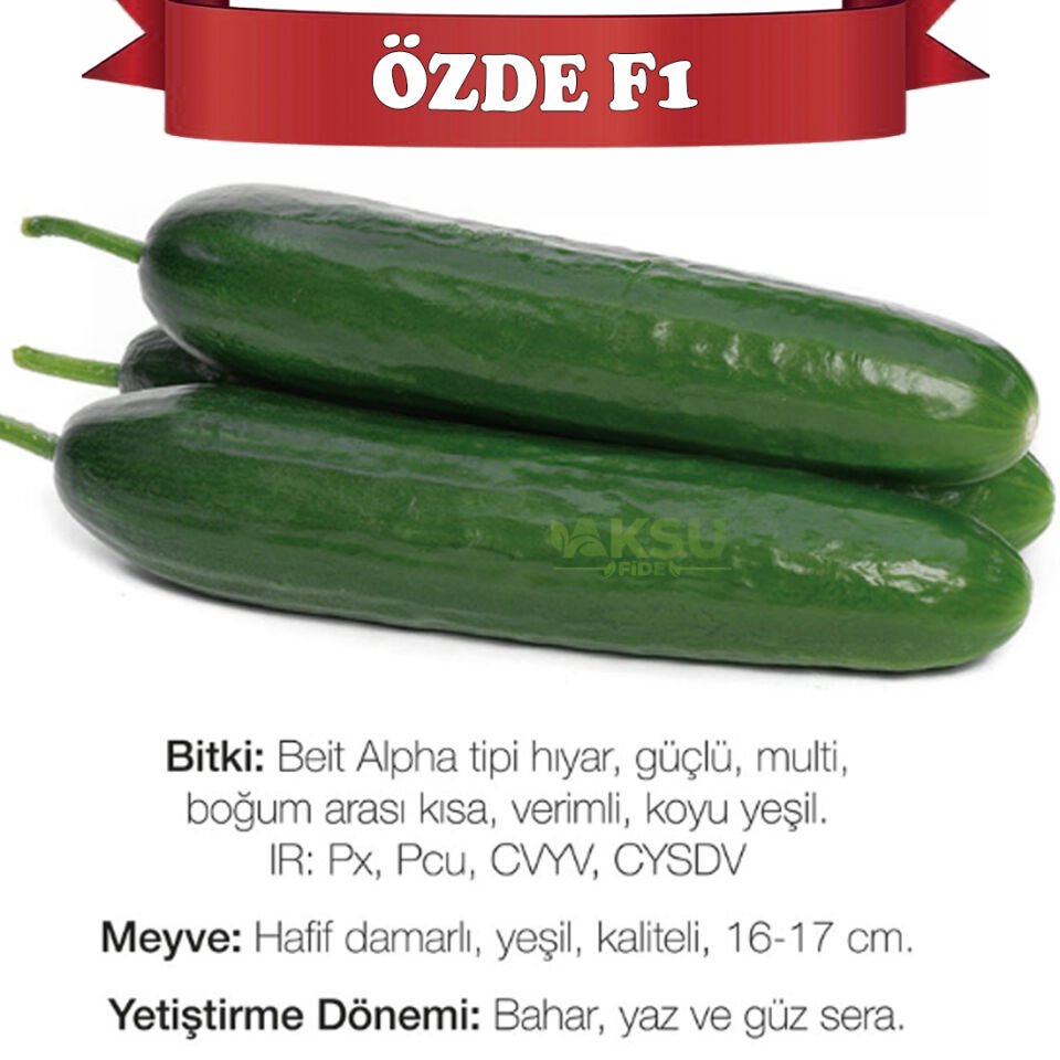 Özde F1 Sırık Hıyar Fidesi