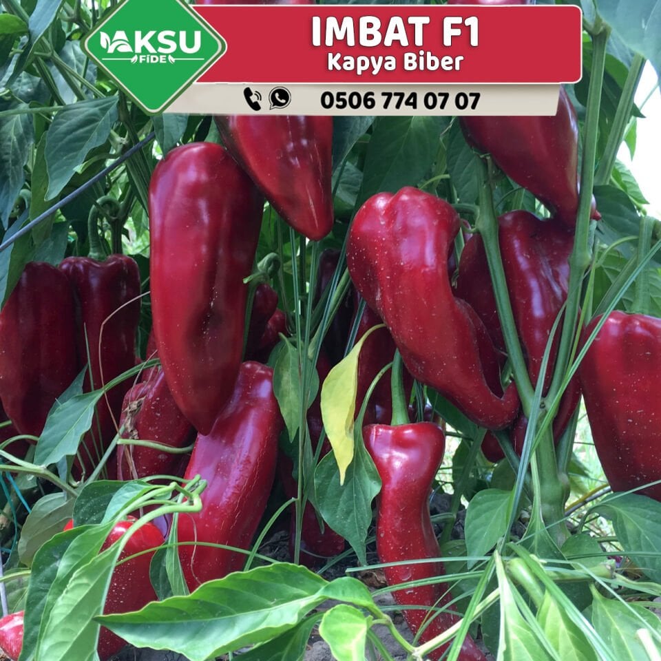 Imbat F1 Kapya Biber Fidesi