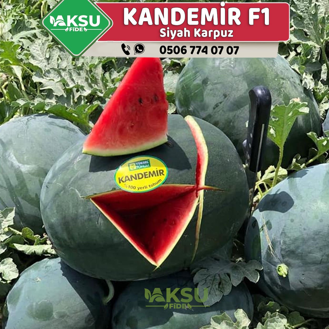 Kandemir F1 Siyah Karpuz Fidesi