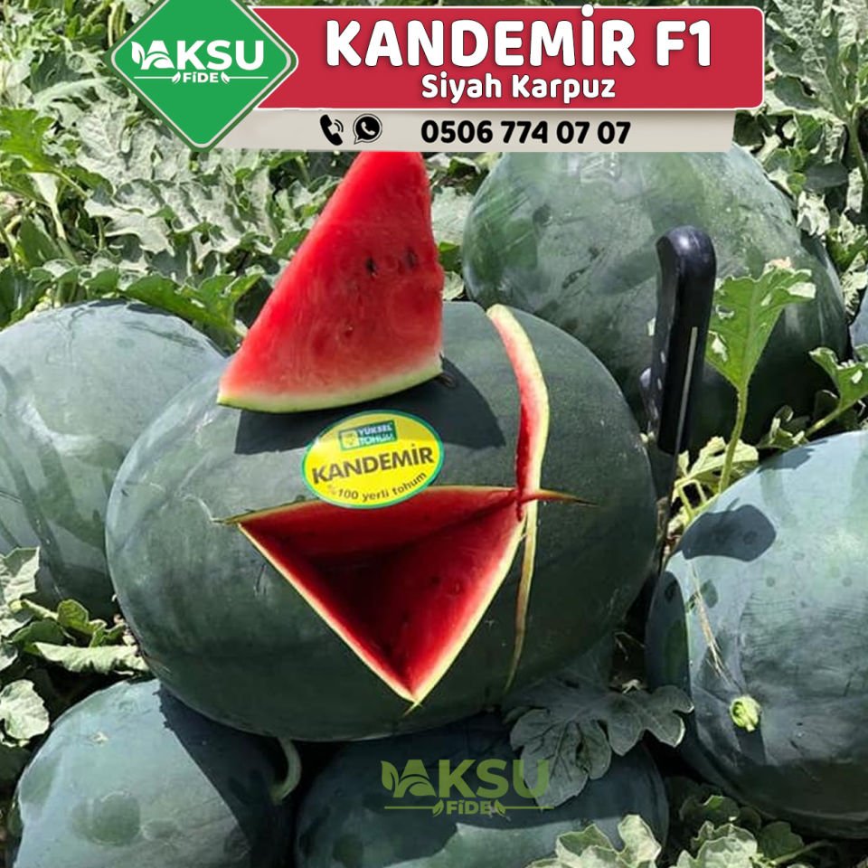 Kandemir F1 Siyah Karpuz Fidesi