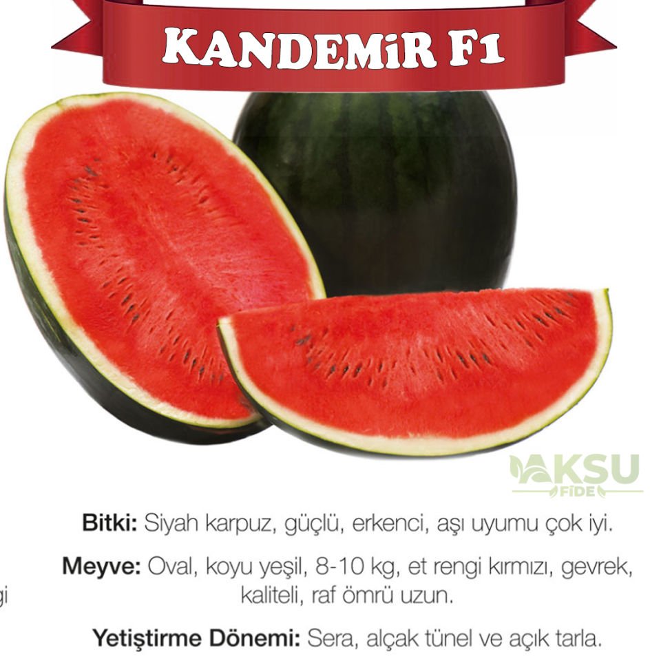 Kandemir F1 Siyah Karpuz Fidesi