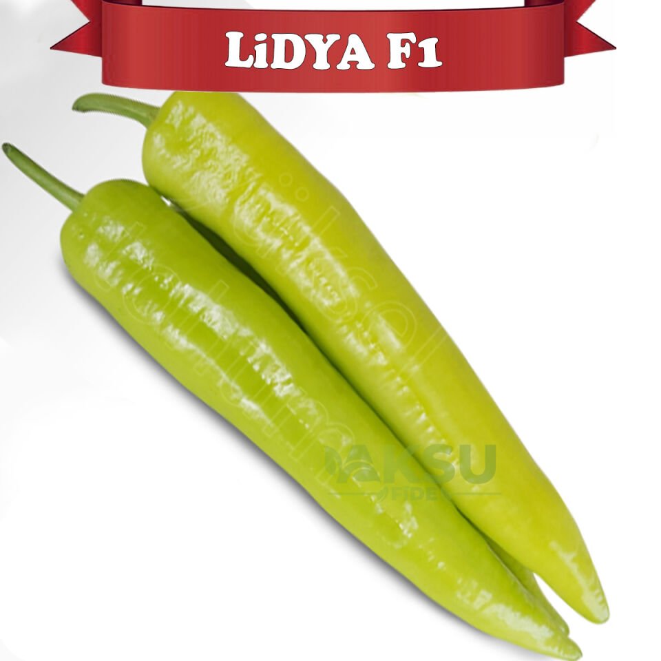 Lidya F1 Çarliston Biber Tohumu