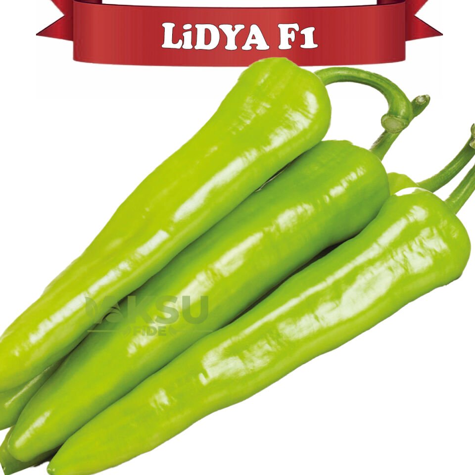 Lidya F1 Çarliston Biber Tohumu