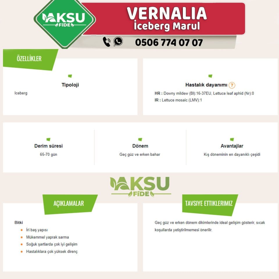 Vernalia İceberg Marul Fidesi