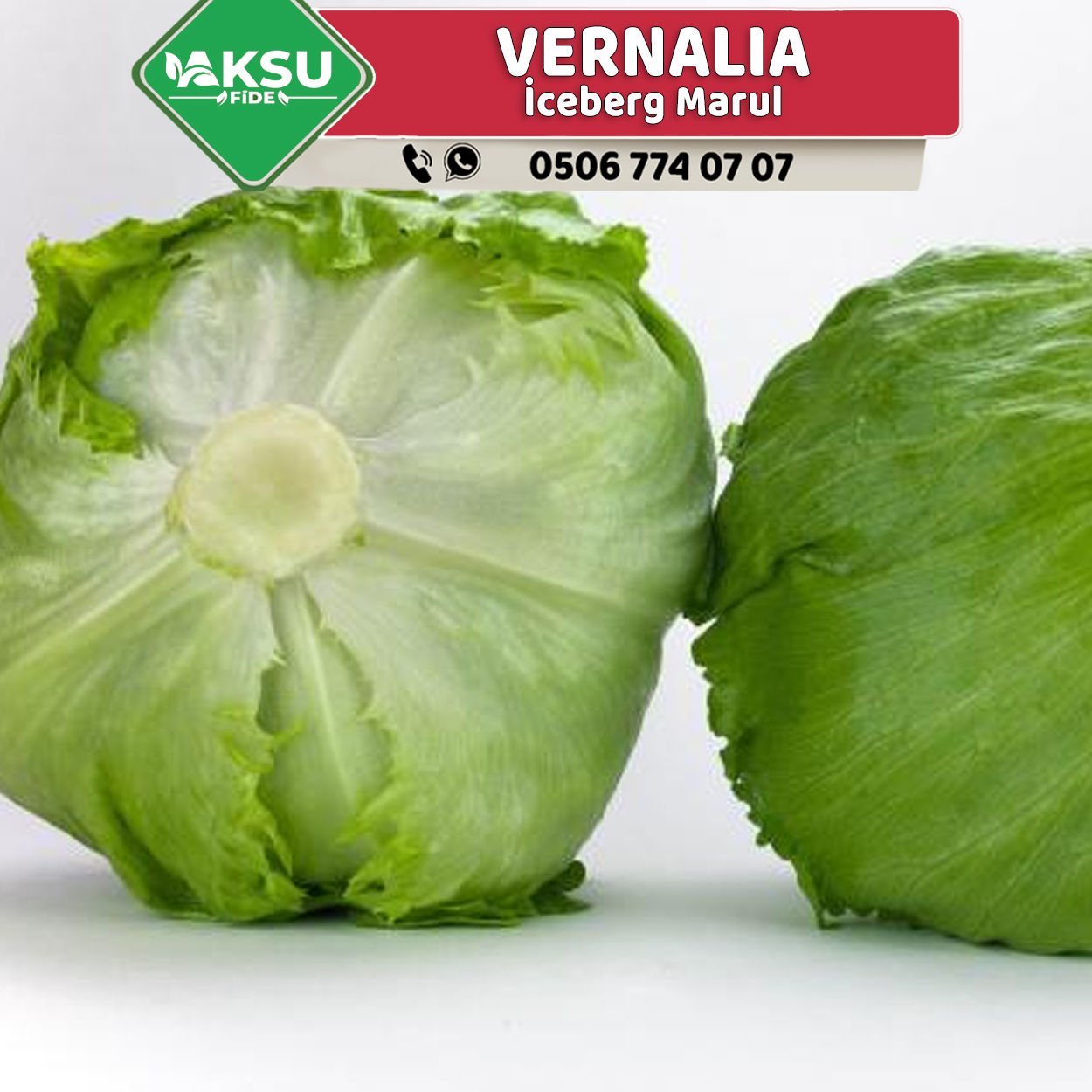 Vernalia İceberg Marul Fidesi