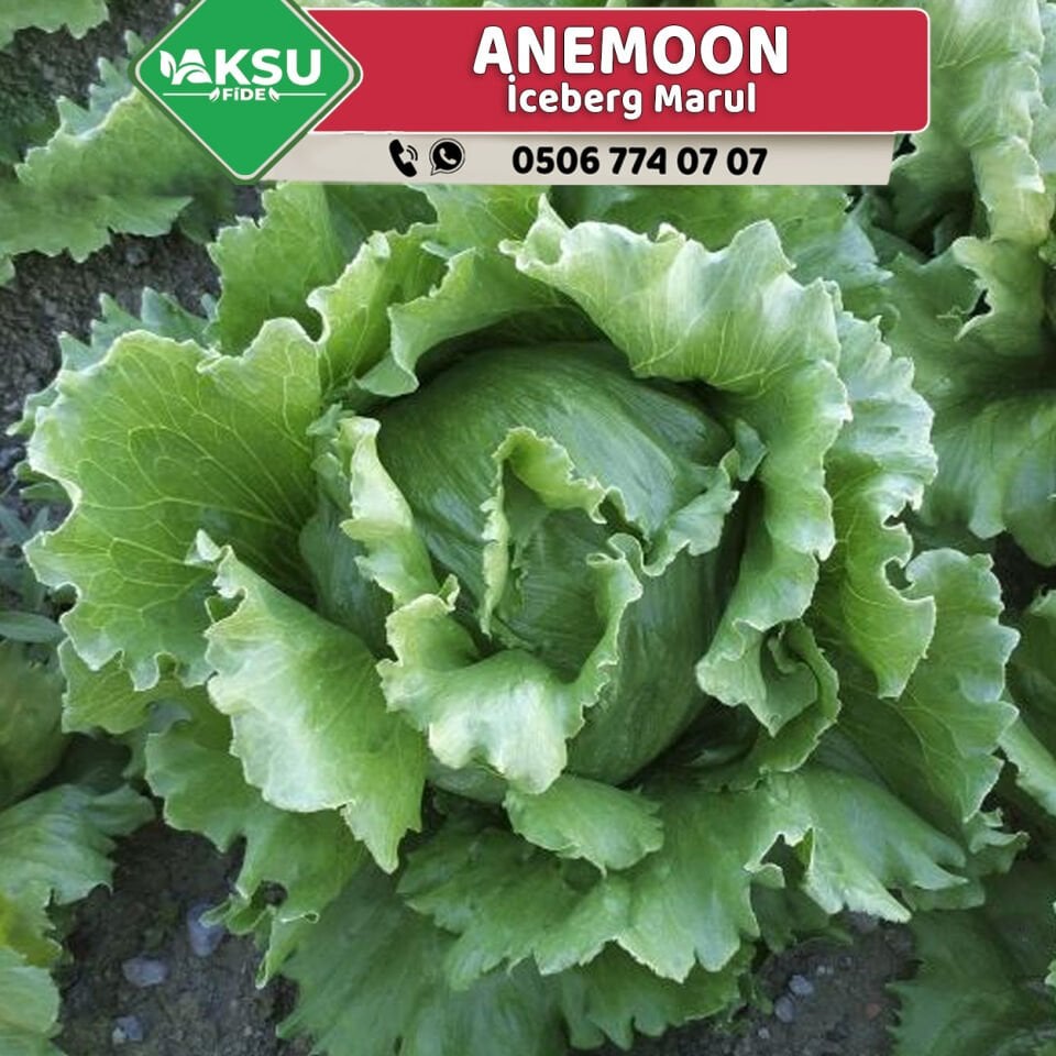 Anemoon İceberg Marul Fidesi