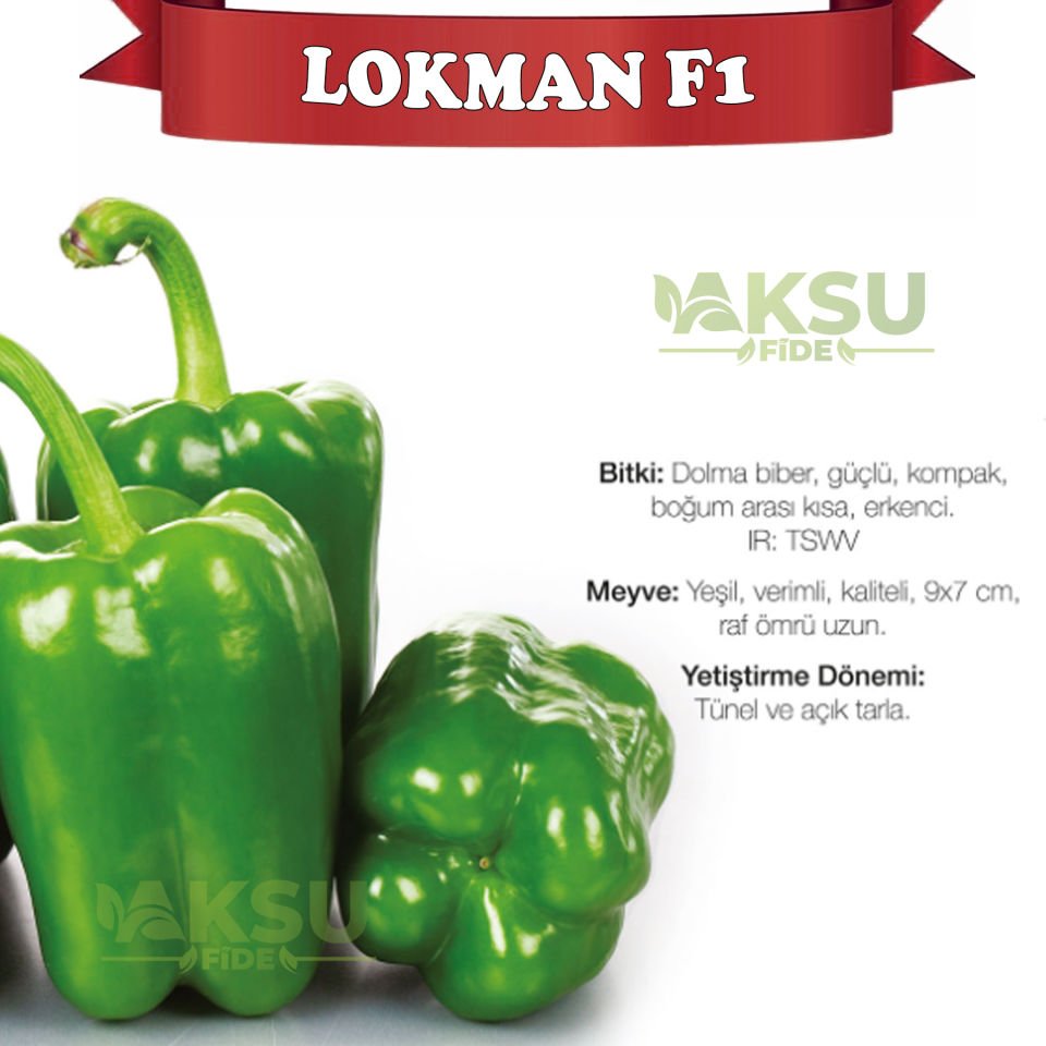 Lokman F1 Yeşil Dolma Biber Tohumu