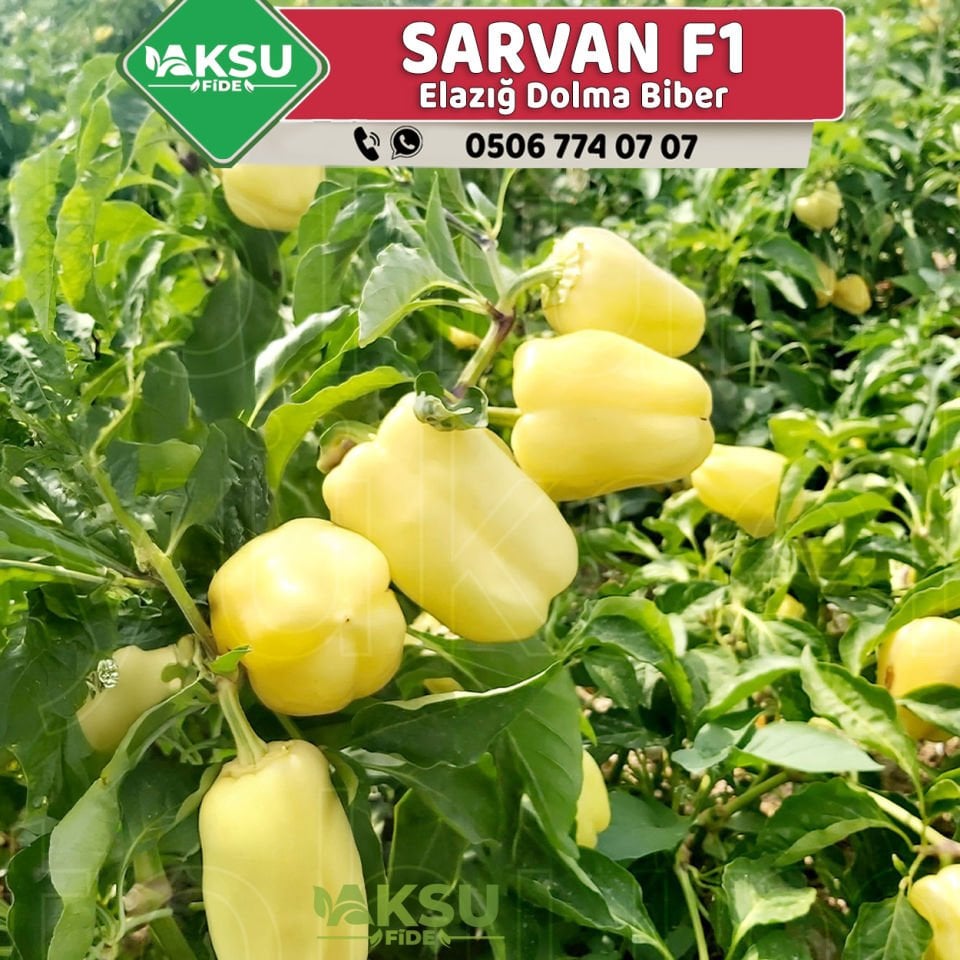 Sarvan F1  Elazığ Dolma Biber Fidesi