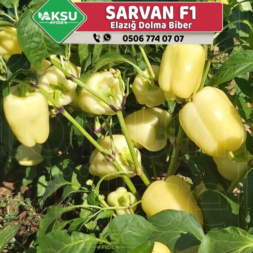 Sarvan F1 Sarı Elazığ Dolma Biber Tohumu