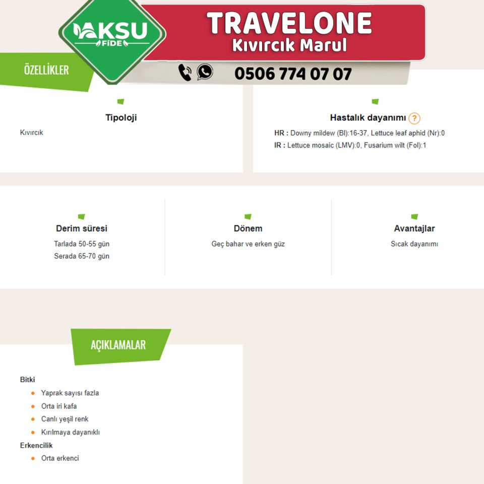 Travelone Kıvırcık Marul Fidesi