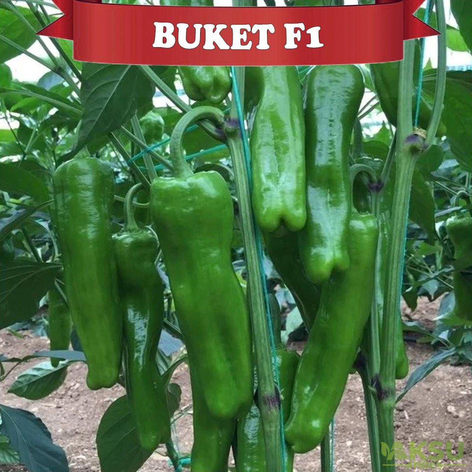 Buket F1 Köy Biberi Fidesi