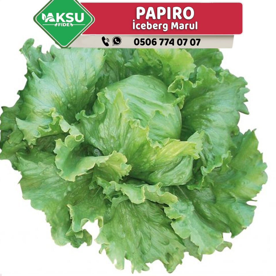 Papiro İceberg Marul Fidesi