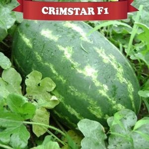 Crimstar F1 Karpuz Fidesi