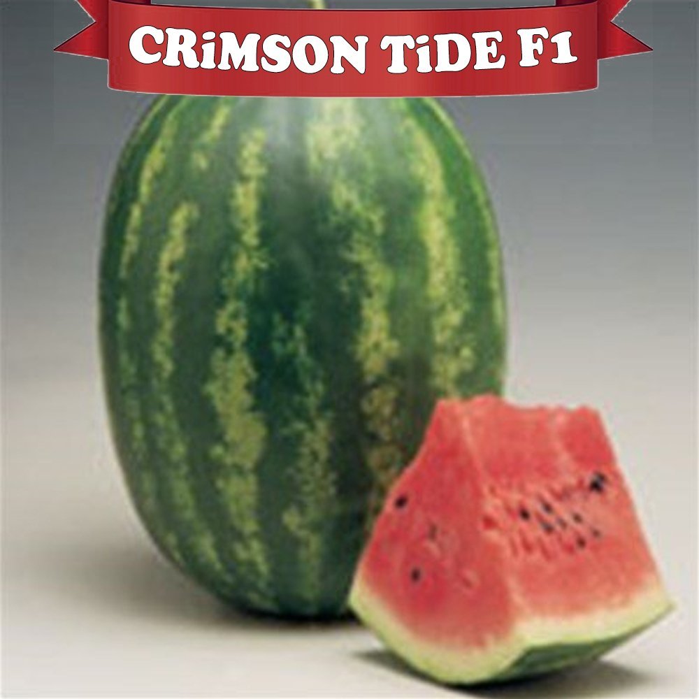 Crimson Tide F1 Karpuz Fidesi