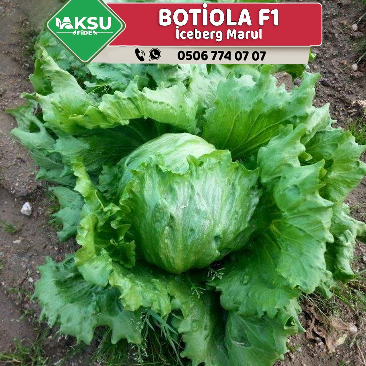 Botiola F1 Göbek Marul Fidesi