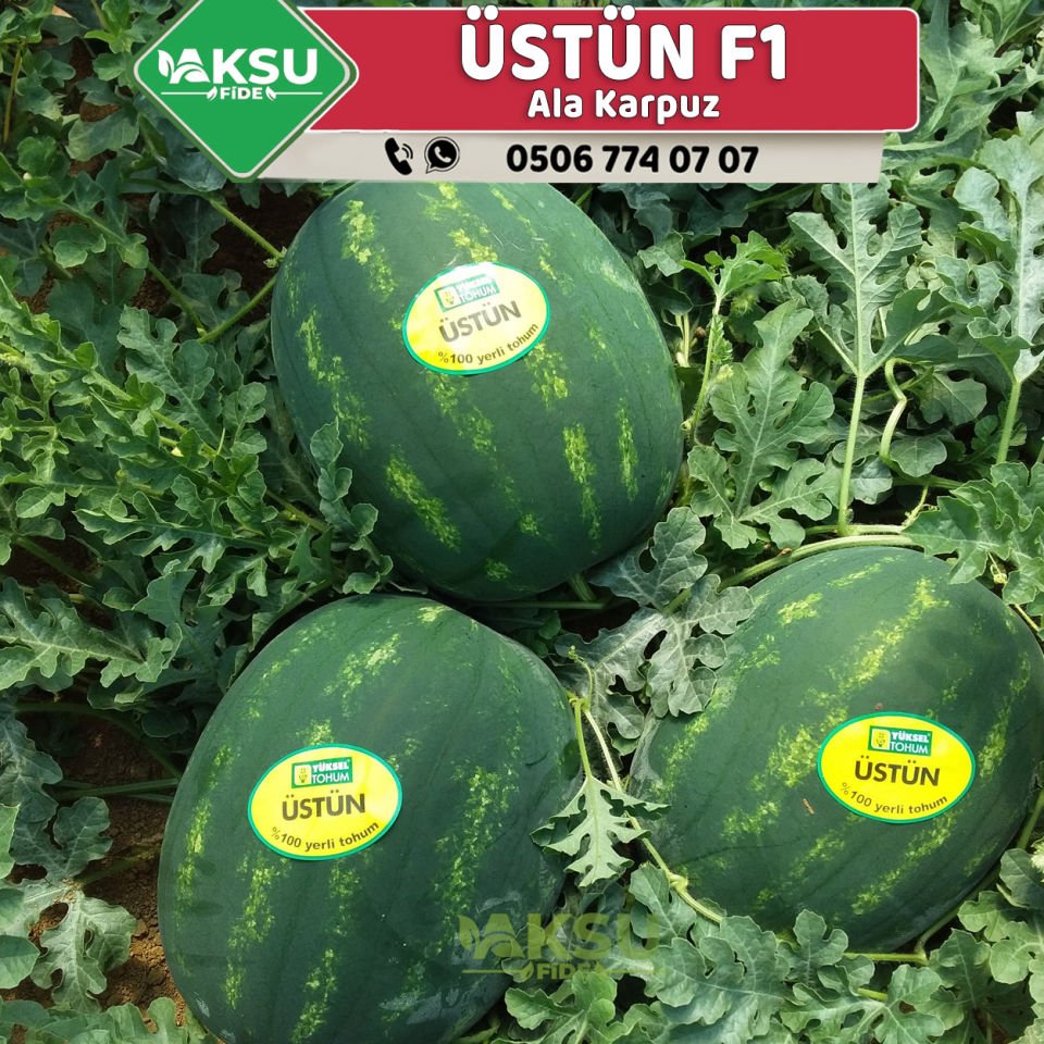 Üstün F1 Karpuz Fidesi