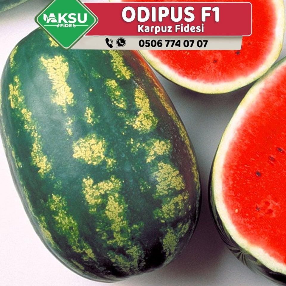 Odipus F1 Karpuz Fidesi
