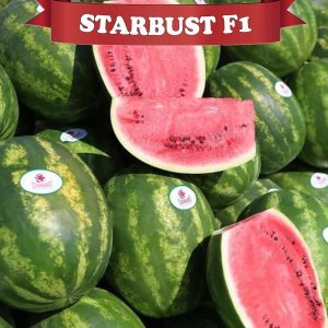 Starbust F1 Karpuz Fidesi