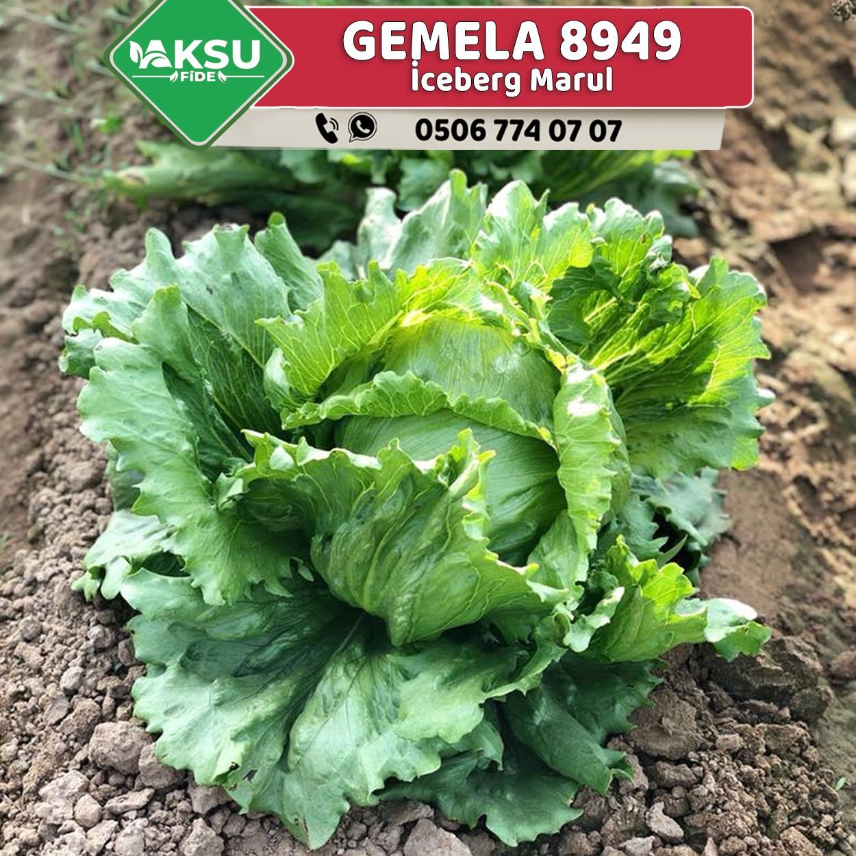 Gemela 8949 İceberg Marul Fidesi