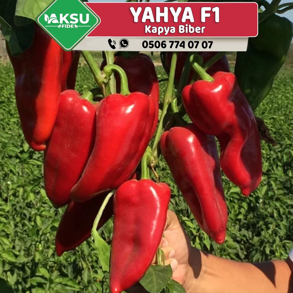 Yahya F1 Tatlı Tarla Kapya Biber Fidesi