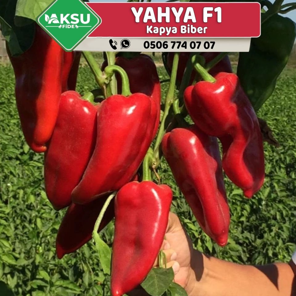 Yahya F1 Tatlı Tarla Kapya Biber Fidesi