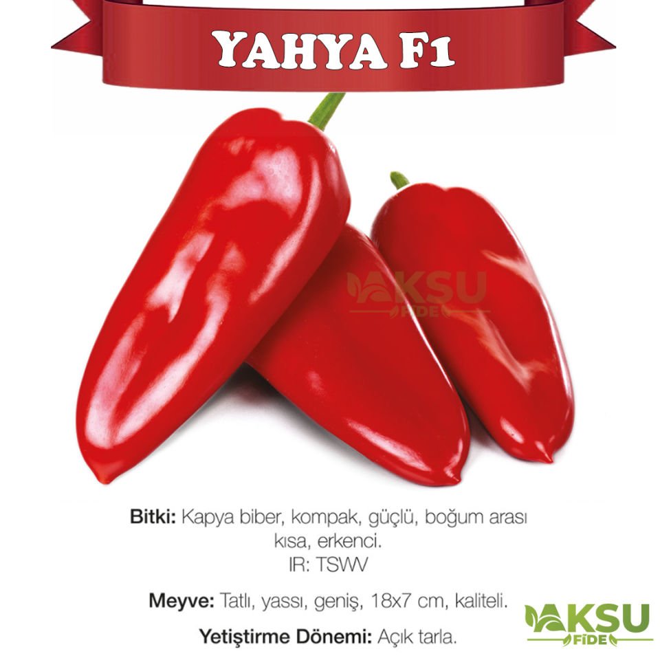 Yahya F1 Tatlı Tarla Kapya Biber Fidesi
