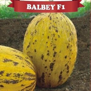 Balbey F1 Kırkağaç Kavun Fidesi