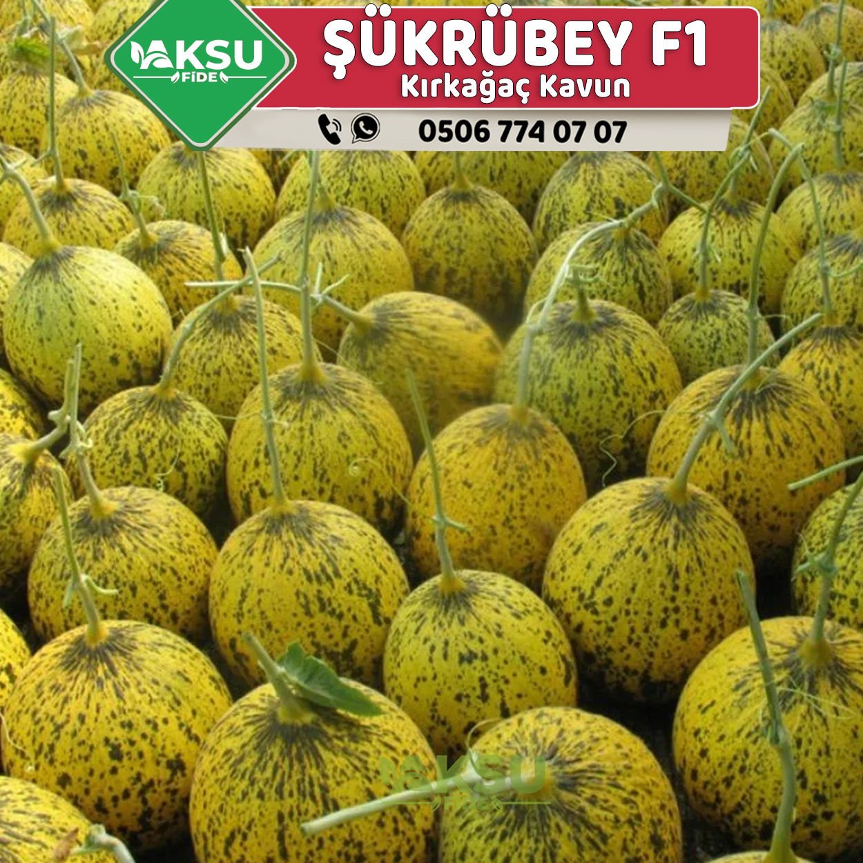 Şükrübey F1 Kırkağaç Kavun Fidesi