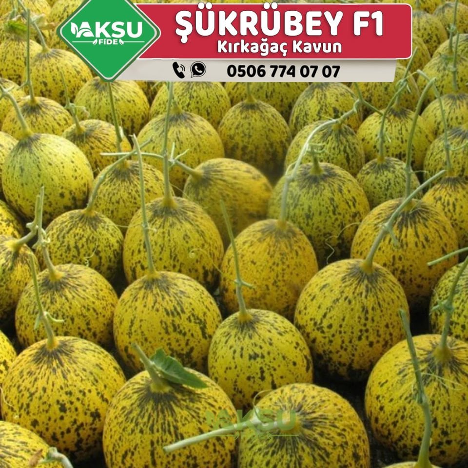 Şükrübey F1 Kırkağaç Kavun Fidesi