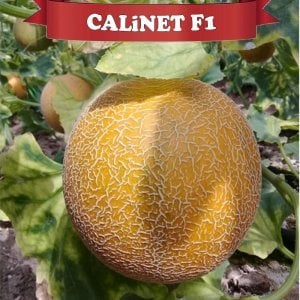 Calinet F1 Çıtır Kavun Fidesi