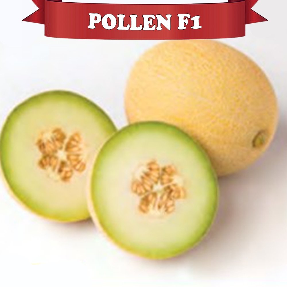Pollen F1 Kavun Fidesi